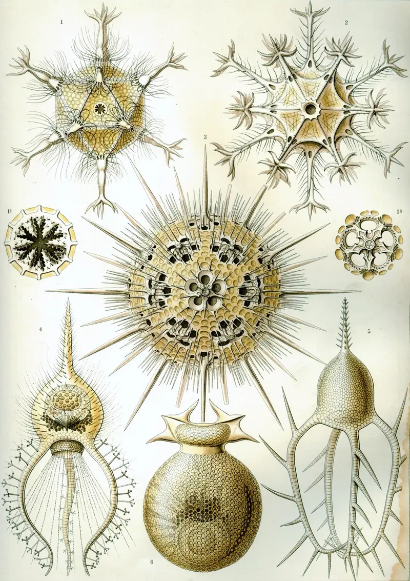 Ernst Haeckel, Phaeodaria (1904)