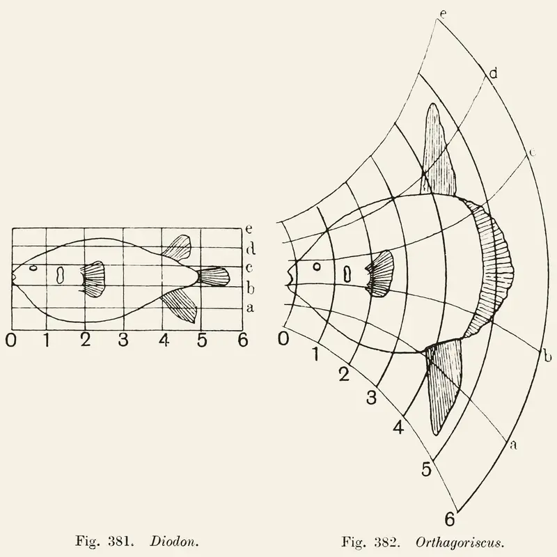 D'Arcy Thompson, On Growth and Form, 1917