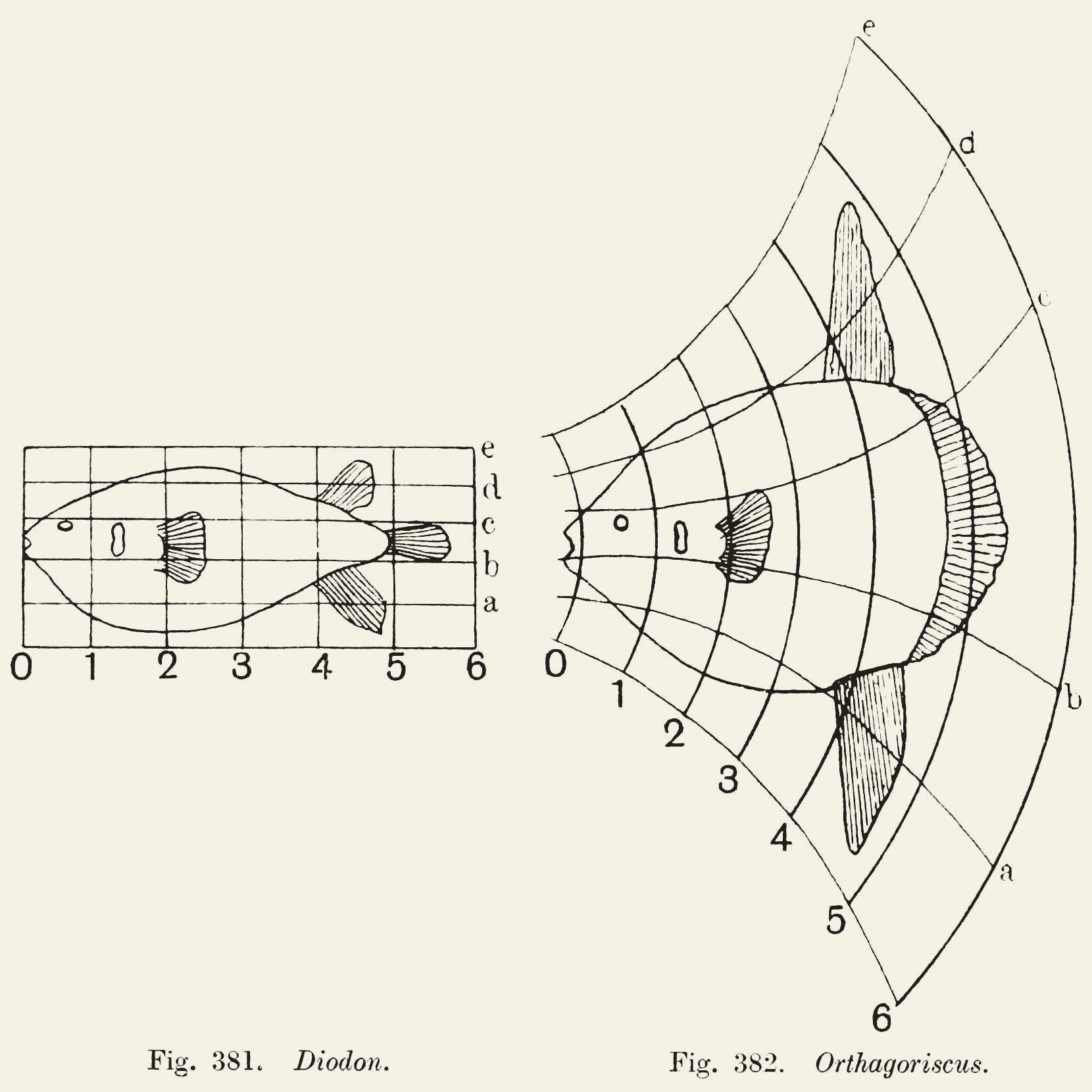 D'Arcy Thompson's coordinate transformation of a porcupine fish into a sunfish